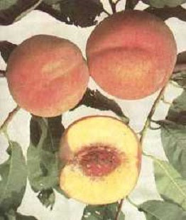prunus_halehaven[1].jpg