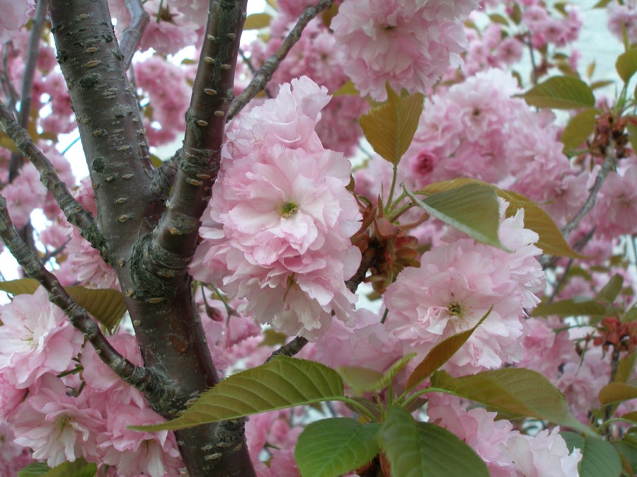prunus kwanzan cherry.jpg