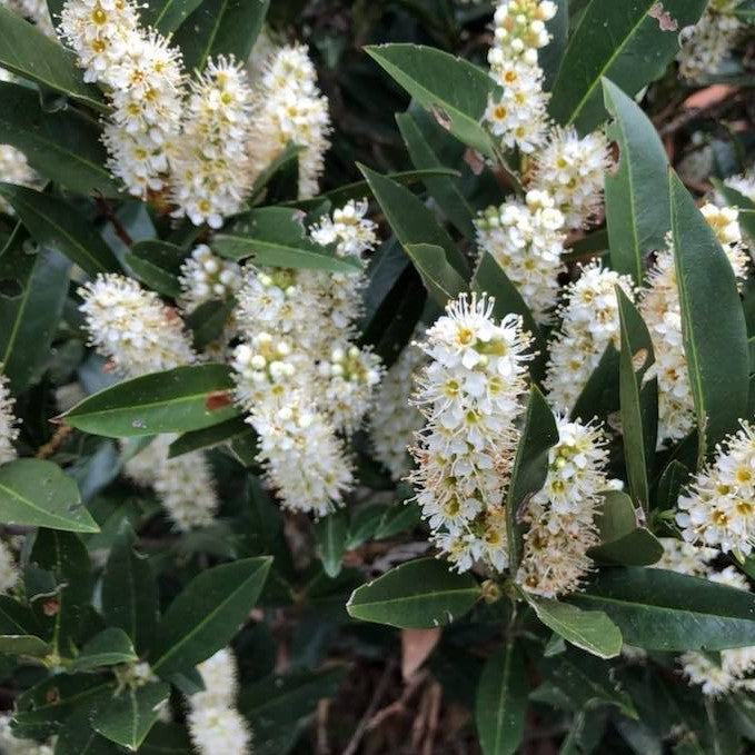 prunus_laurocerasus_zImmerman_.jpeg