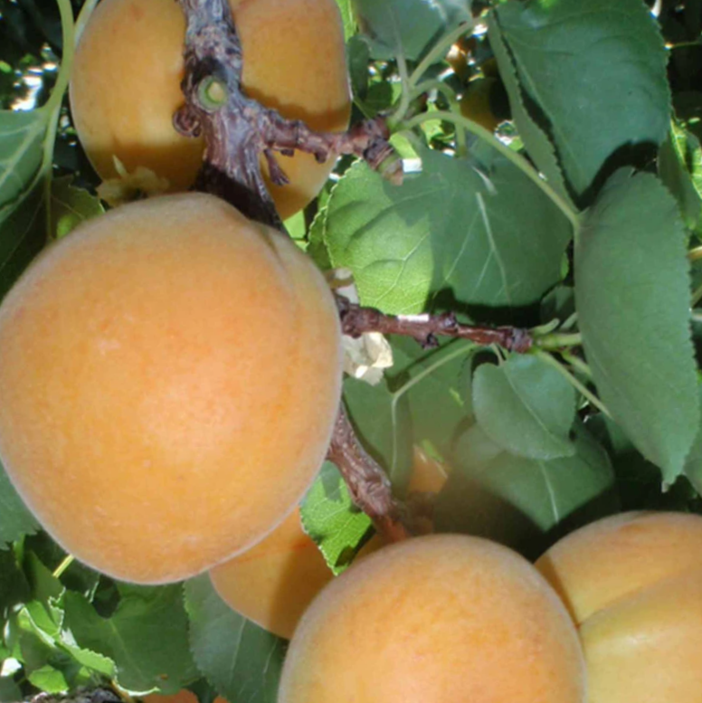 prunus_moorpark_apricot_.jpg