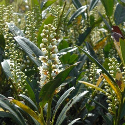 prunus_otto_luyken[1].jpg