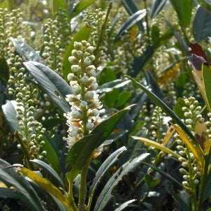 prunus_otto_luyken[1].jpg