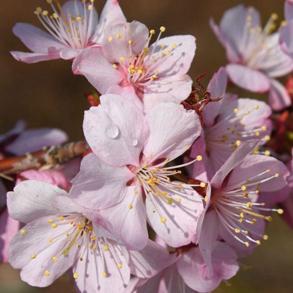 prunus_pink_flair_.jpg