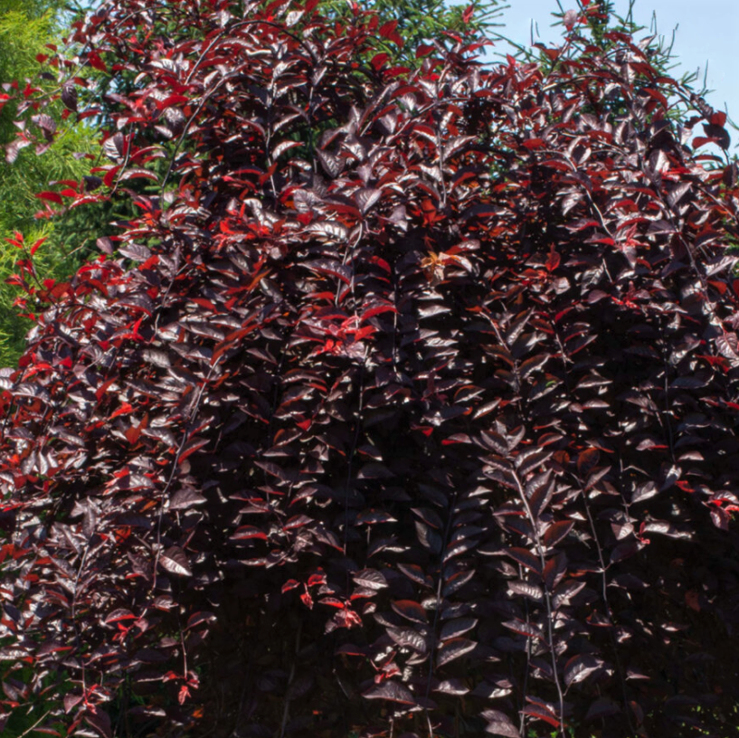 prunus_purple_plunge.png
