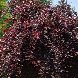 prunus_purple_plunge.png