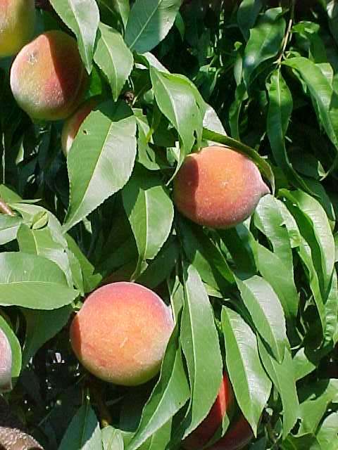 prunus_reliance.jpg