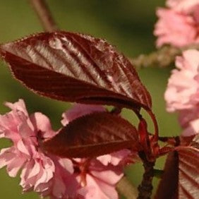 prunus royal burgundy2.jpg