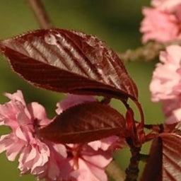 prunus royal burgundy2.jpg