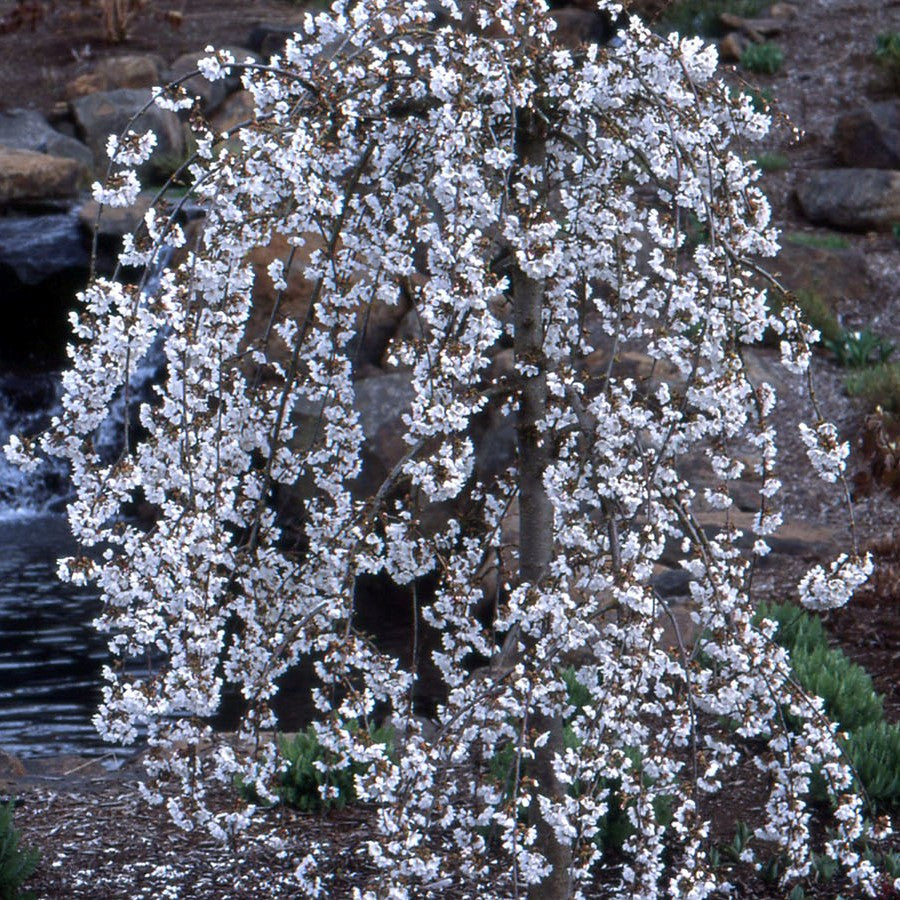 prunus_snofozam-.jpg