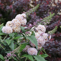 pugster-sorbet-butterfly-bush-2-ccsm.jpg