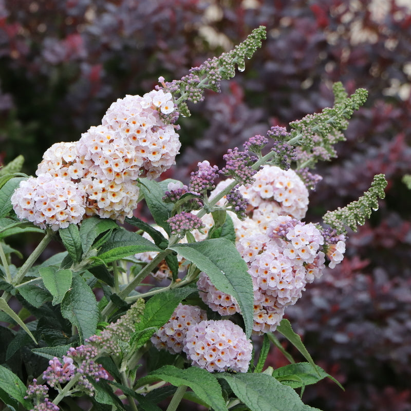 pugster-sorbet-butterfly-bush-2-ccsm.jpg