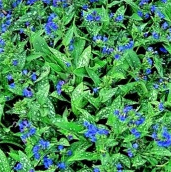 pulmonaria-little_star.jpg