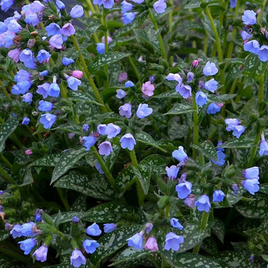pulmonaria_twinkle_toes_.jpg