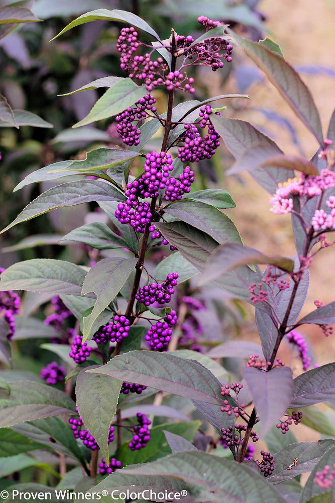purple_pearls_callicarpa_pw.png