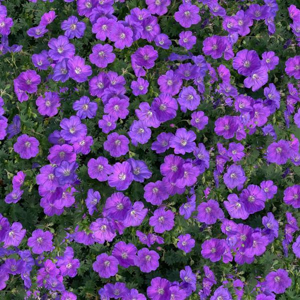 purpleglow-overview-ccdp.jpg
