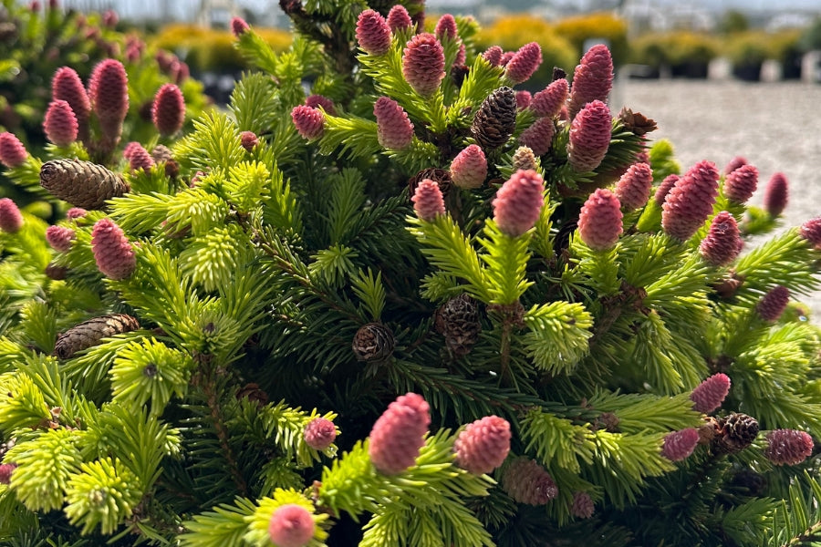 pusch-dwarf-norway-spruce-picea-abies-v2-ftimg-ccjn.jpg