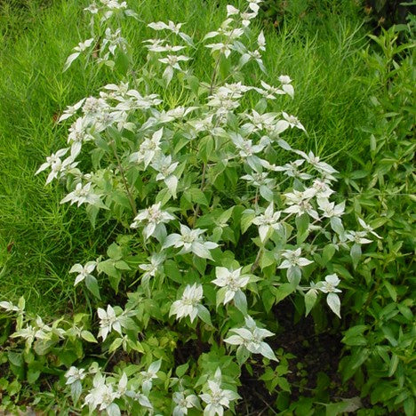 pycnanthemum muticum.jpg
