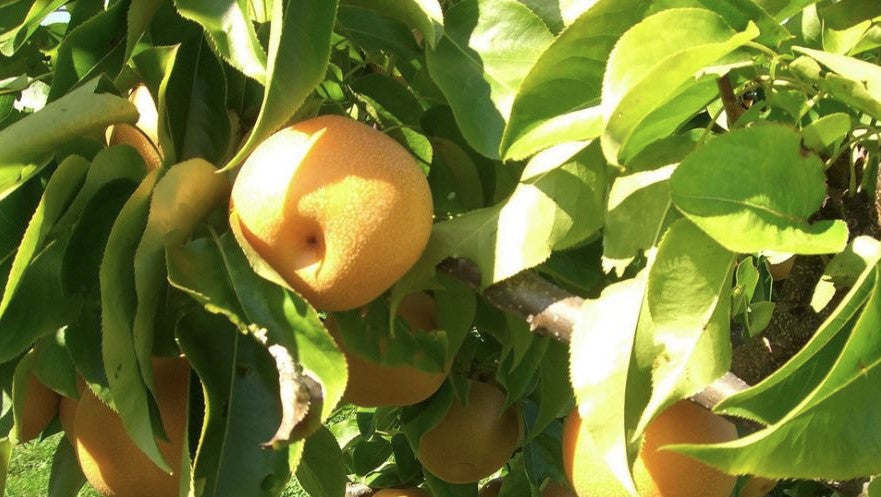 pyrus-asian_pear.jpg