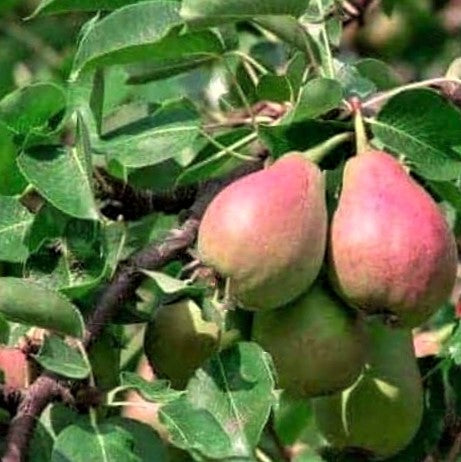 pyrus-flemish_beauty.jpg