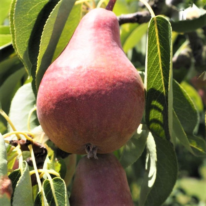 pyrus-red_bartlett.jpg
