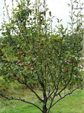 pyrus-seckel_pear.jpg