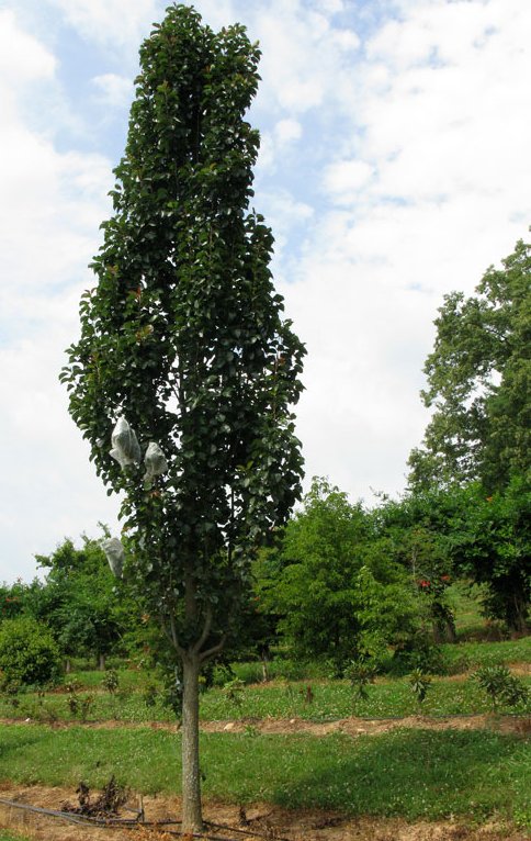 pyrus_javelin[1].jpg
