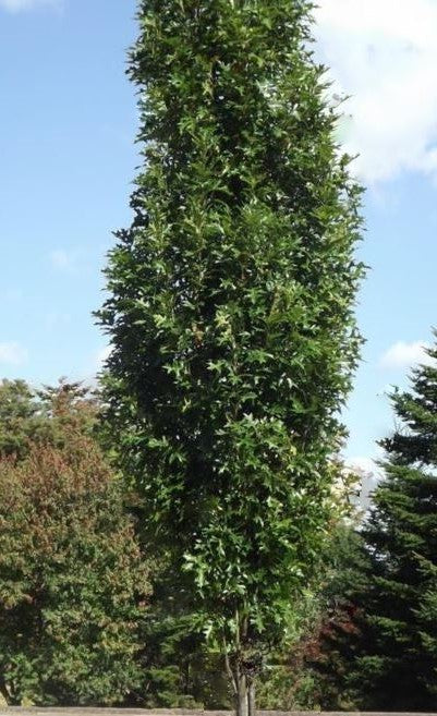 quercus green pillar2.jpg