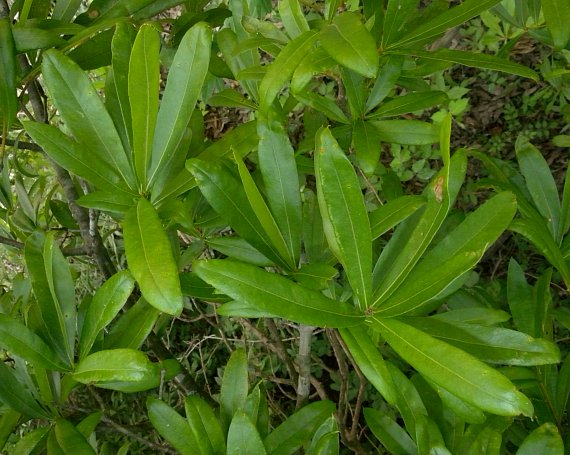 quercus_phellos[1].jpg