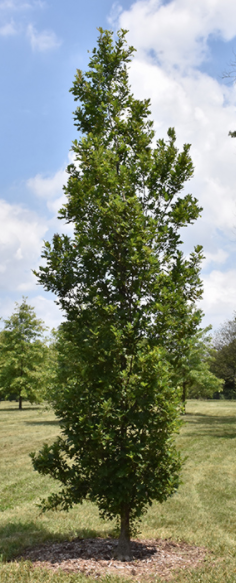 quercus_streetspire_.jpg