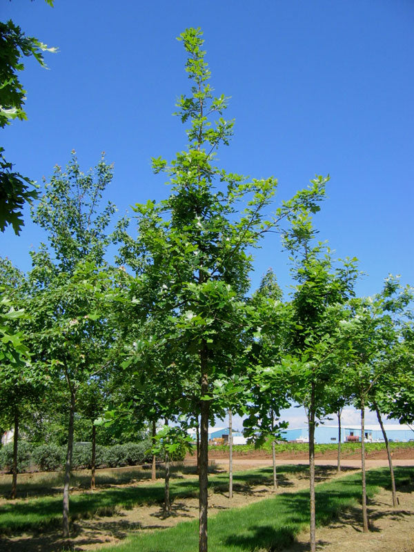 quercus_urban_pinicle[1].jpg