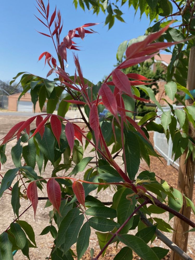 redpush-leaves-ccpm.jpg