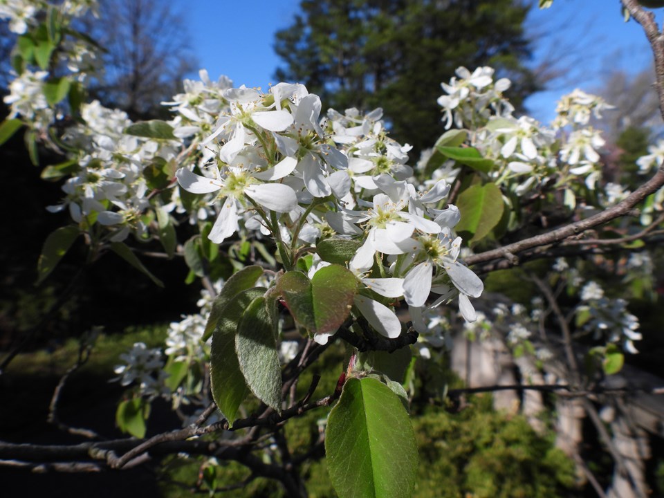 regent-amel-aln-flowers-cc.jpg