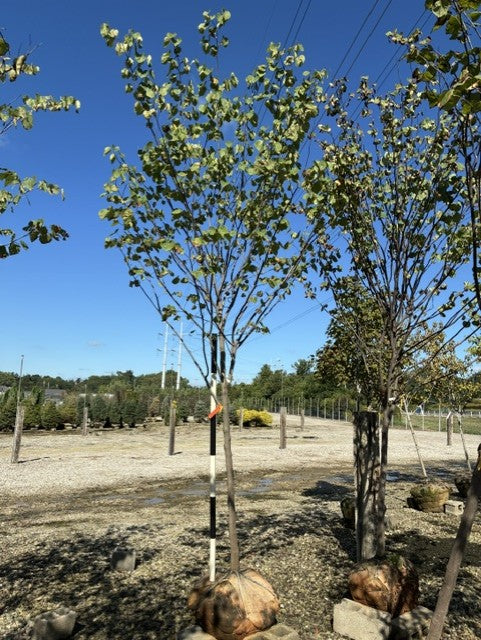 Cercis canadensis