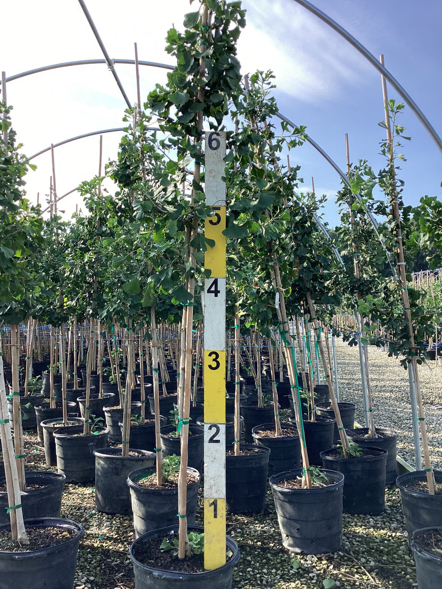 Ginkgo biloba 'Autumn Gold'