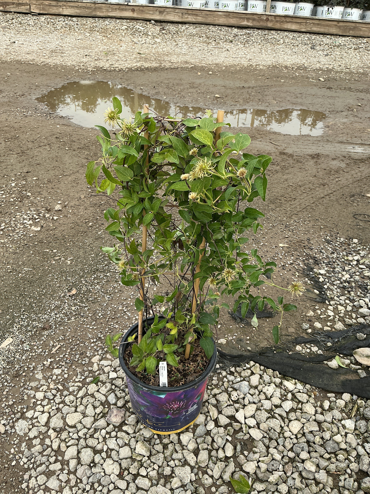 Clematis tumaini