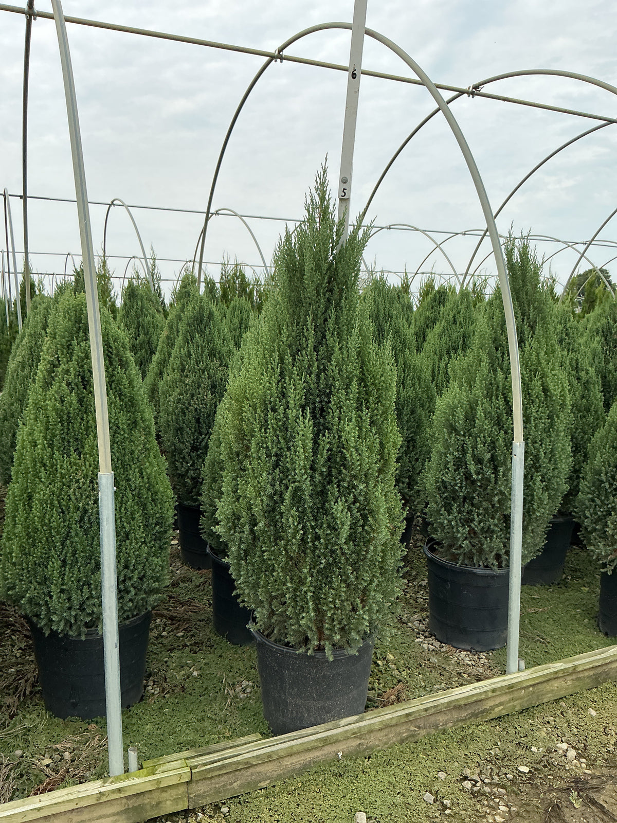Juniperus chinensis 'Blue Point'