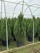 Juniperus chinensis 'Blue Point'