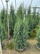 Juniperus x Star Power (‘J.N. Select Blue’)