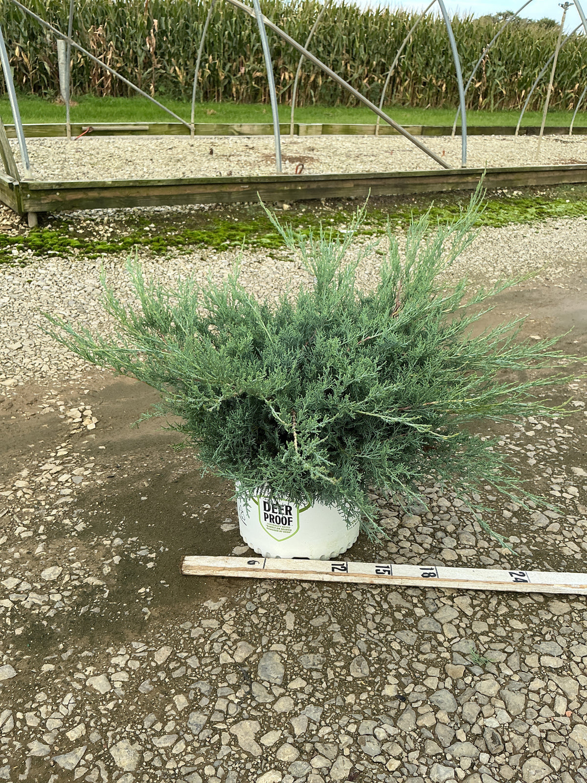 Juniper chinensis Montana Moss