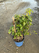 Clematis paulie