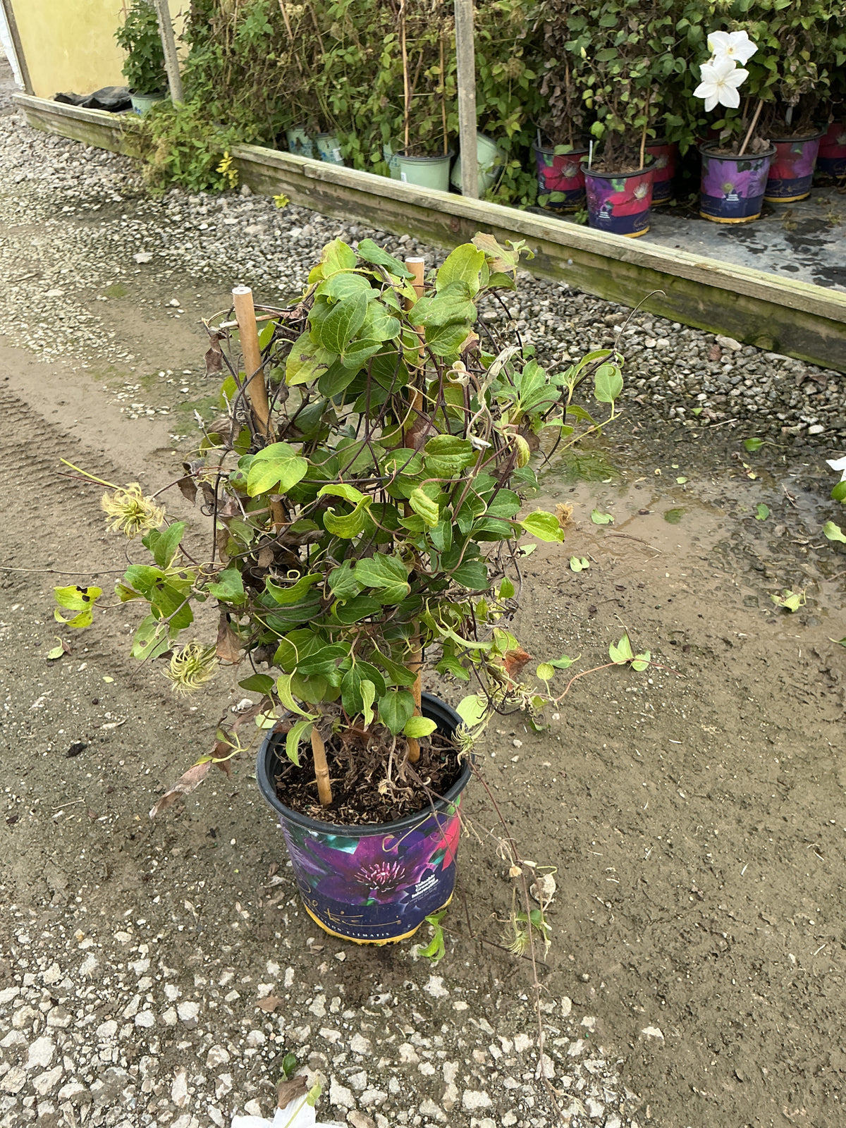 Clematis guernsey 'Flute'