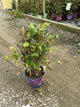Clematis guernsey 'Flute'