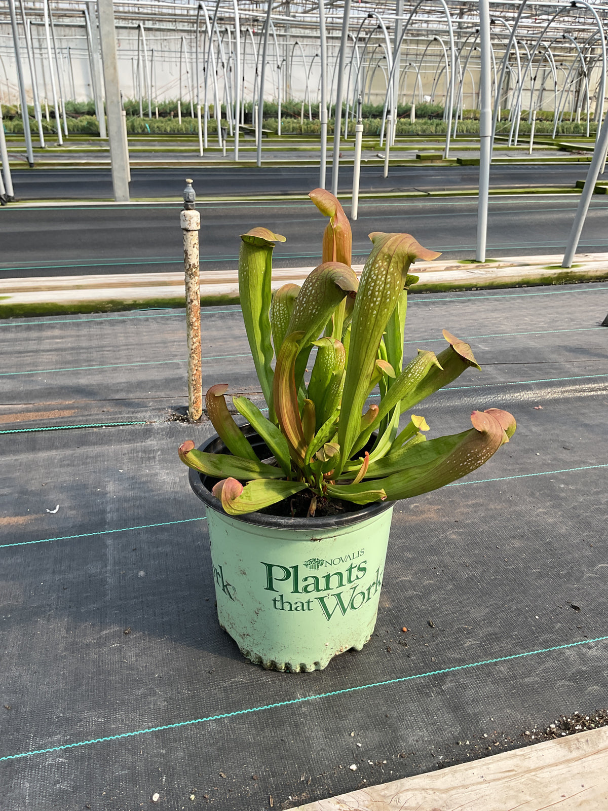 Sarracenia 'Bug Bat'