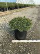 Pinus mugo ‘Slowmound’