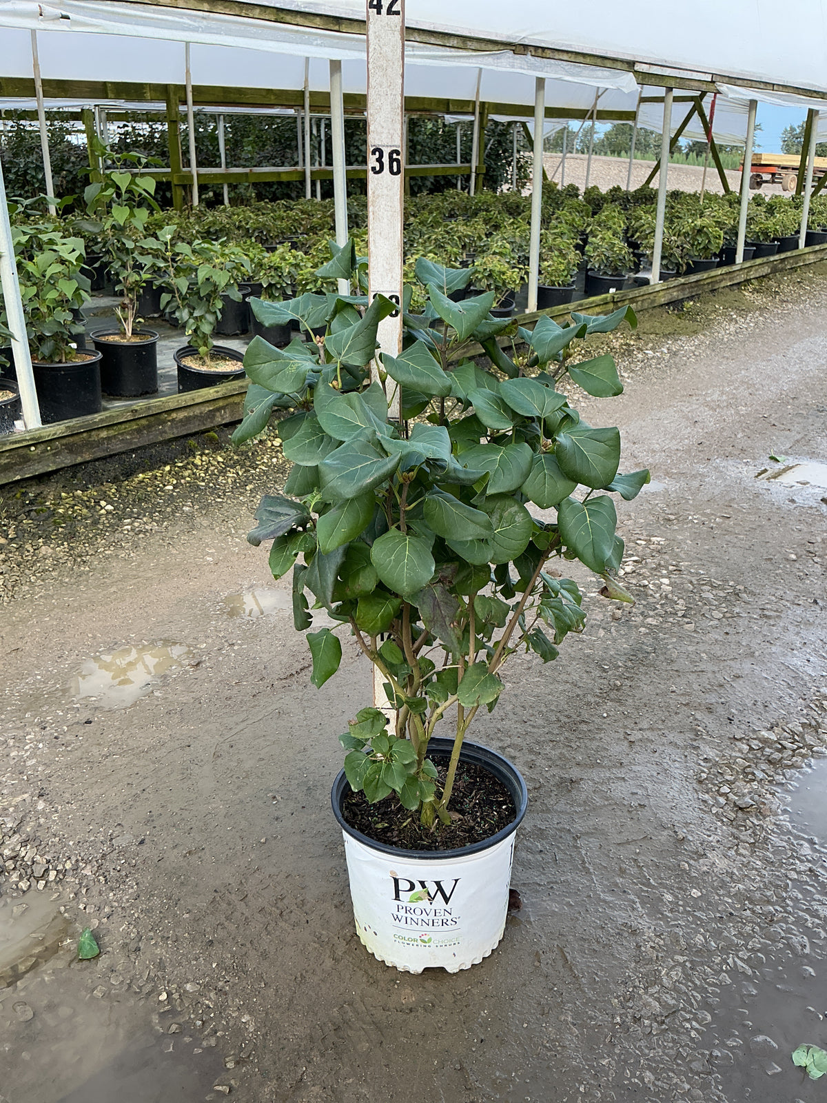 Syringa x 'Scentara Double Blue'