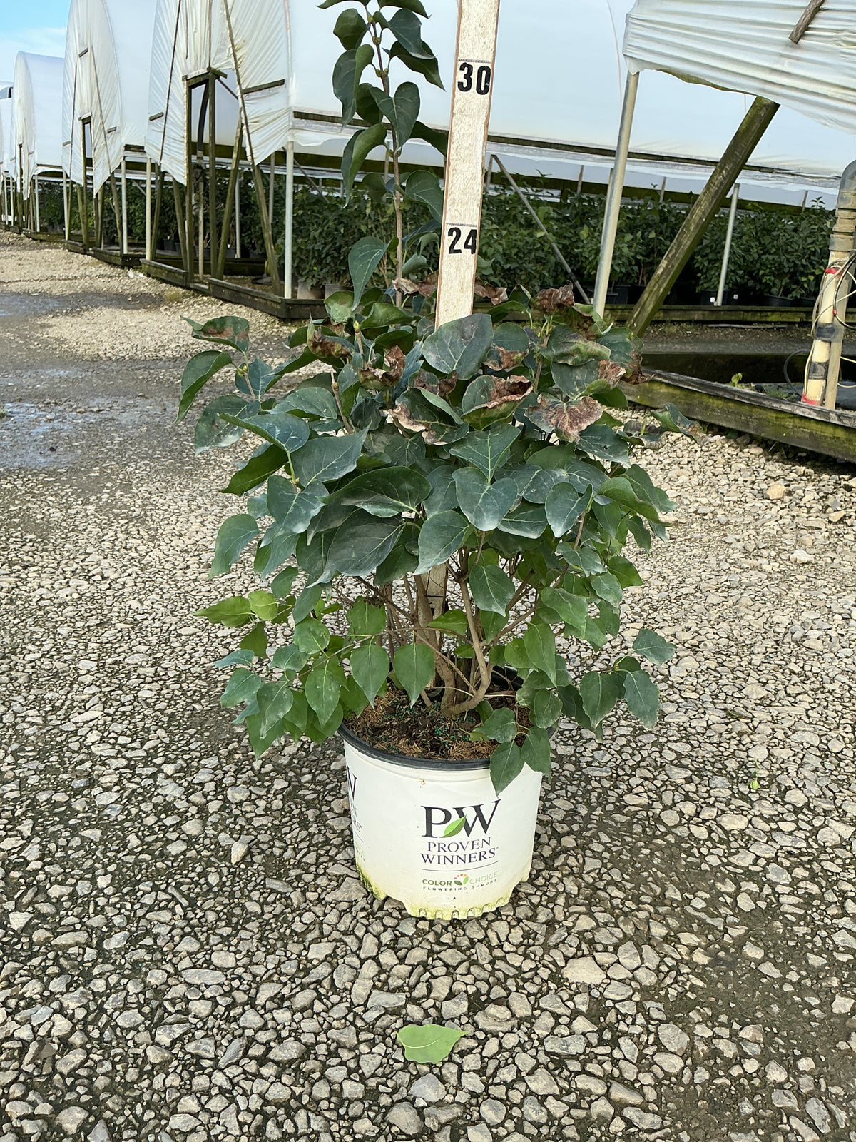 Syringa x hyacin. 'Scentara Pura'
