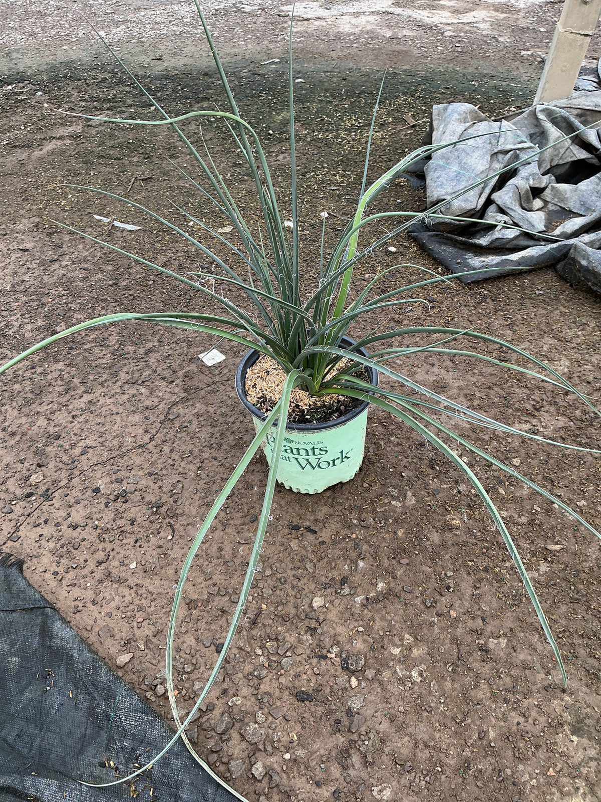 Hesperaloe parviflora