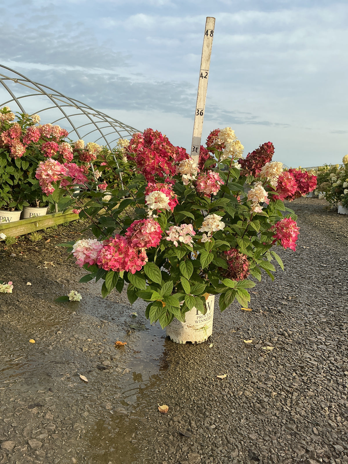Hydrangea 'P Fire Light'