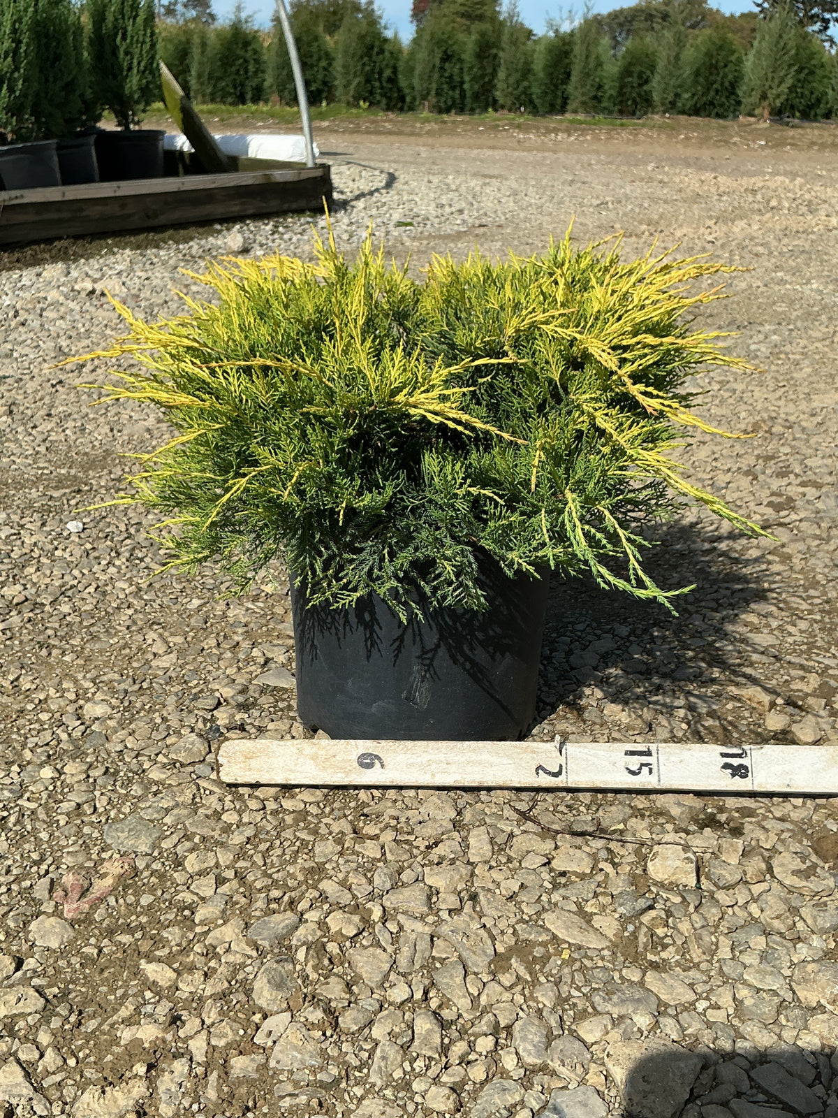 Juniperus chinensis 'Gold Lace'