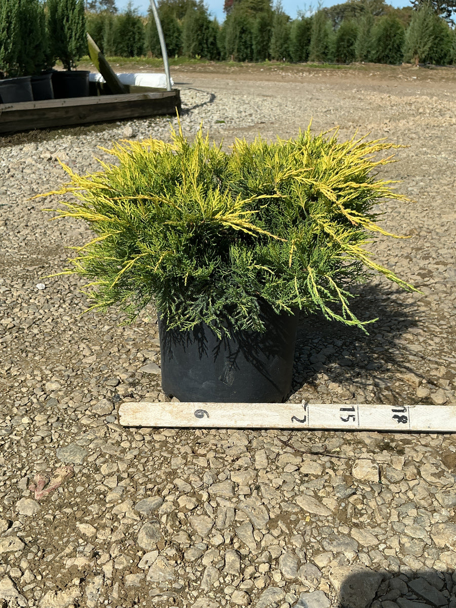 Juniperus chinensis 'Gold Lace'